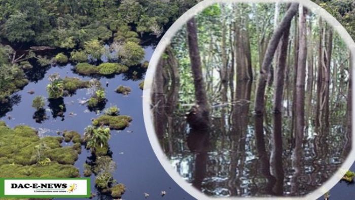 Urgence climatique : Un single pour obtenir la transparence sur la gestion des tourbières du Congo. - DAC E-NEWS
