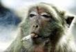 Des macaques et serpents fumés centrafricains en visite privé en Suisse