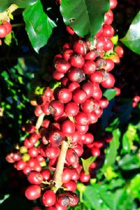 Burundi Eco Deux ans après la nationalisation de la filière café, quel bilan ? - Burundi Eco