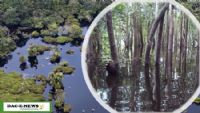Urgence climatique : Un single pour obtenir la transparence sur la gestion des tourbières du Congo. - DAC E-NEWS