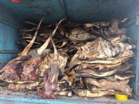 Koupéla : le commerce des pattes et peaux de bœufs frappé par l’insécurité