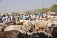 Du pâturage aux étals, le parcours difficile de la viande au Mali