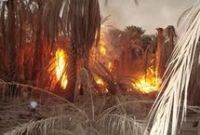 
				 Guelmim : Une centaine de palmiers ravagés par un incendie
			 