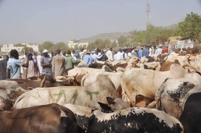 Du pâturage aux étals, le parcours difficile de la viande au Mali
